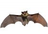 How to get rid of bats - Home Guide Expert