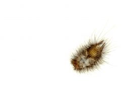 How to get rid of carpet beetles - Home Guide Expert
