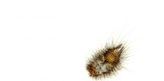 How to get rid of carpet beetles - Home Guide Expert