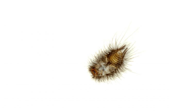 How to get rid of carpet beetles - Home Guide Expert