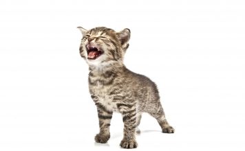 How to stop cats coming into the garden Image of a cat on a white background