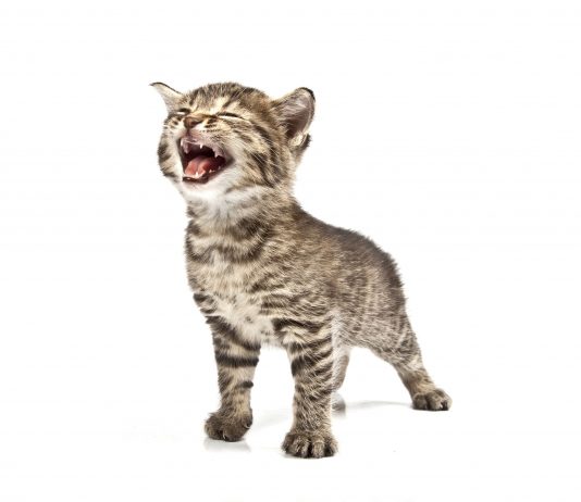 Image of a cat on a white background