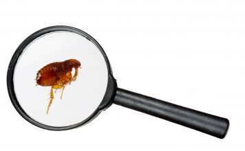 How to get rid of fleas - Home Guide Expert