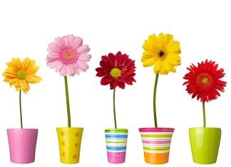 What Plants Are Hazardous In The Garden - Home Guide Expert