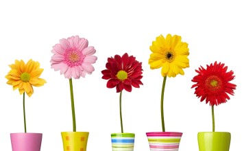 What plants are hazardous in the garden? What Plants Are Hazardous In The Garden - Home Guide Expert