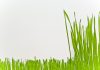 How Often Should you Cut Your Grass - Home Guide Expert