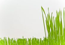 How Often Should you Cut Your Grass - Home Guide Expert