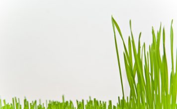 How Often Should you Cut Your Grass - Home Guide Expert