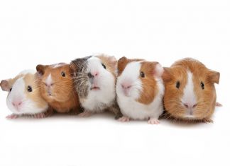 How to get rid of guinea pig smells - Home Guide Expert