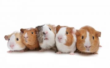 How to get rid of guinea pig smells How to get rid of guinea pig smells - Home Guide Expert