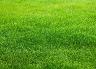 How to make your lawn greener - Home Guide Expert