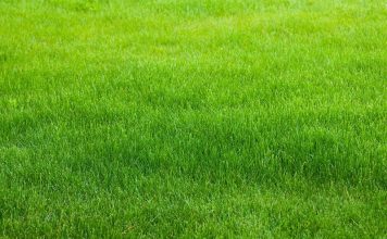 How to make your lawn greener - Home Guide Expert