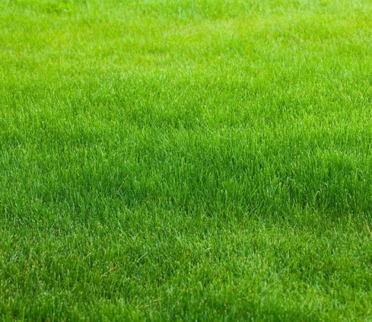 How to make your lawn greener - Home Guide Expert