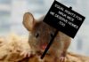 How to get rid of mice - Home Guide Expert
