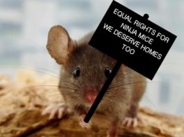 How to get rid of mice - Home Guide Expert