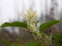 Image of Knotweed