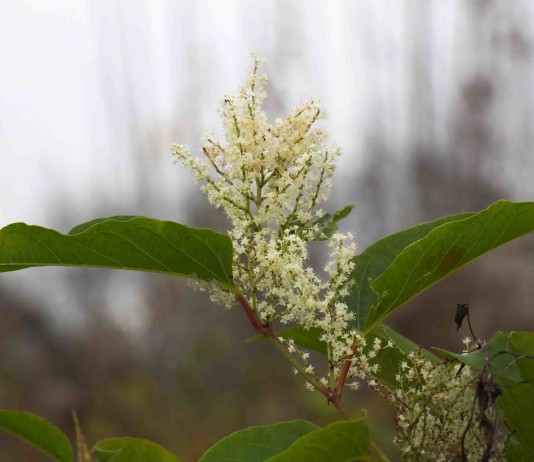 Image of Knotweed