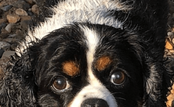 How to Get Rid of Dog Smells