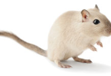 How to get rid of Gerbil Smells - Home Guide Expert