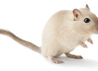 How to get rid of Gerbil Smells - Home Guide Expert