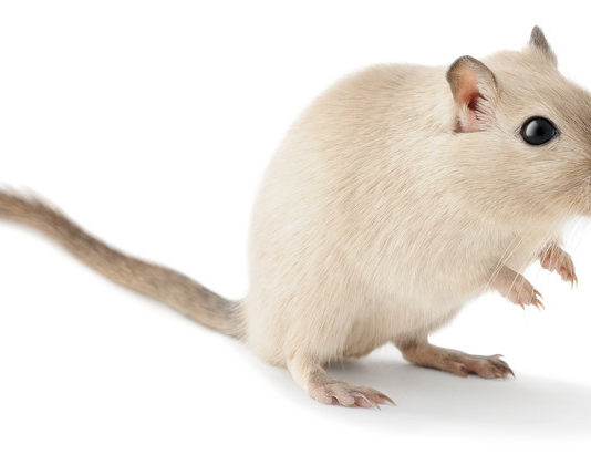 How to get rid of Gerbil Smells - Home Guide Expert
