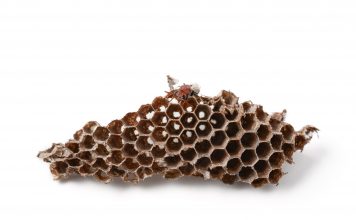 How to get rid of wasp nests - Home Guide Expert
