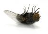 How to get rid of flies - Home Guide Expert