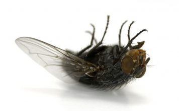 How to get rid of flies - Home Guide Expert
