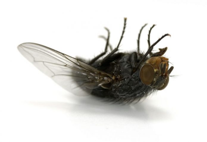 How to get rid of flies - Home Guide Expert