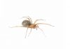 How to get rid of spiders - Home Guide Expert