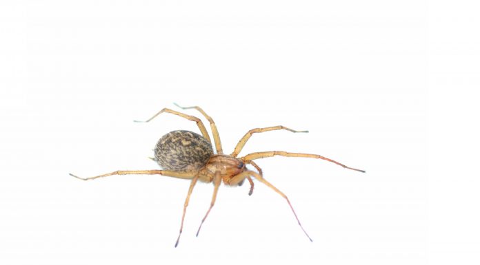 How to get rid of spiders - Home Guide Expert