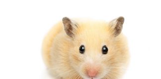 How to get rid of hamster smells - Home Guide Expert