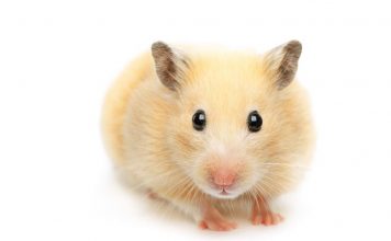 How to get rid of hamster smells - Home Guide Expert