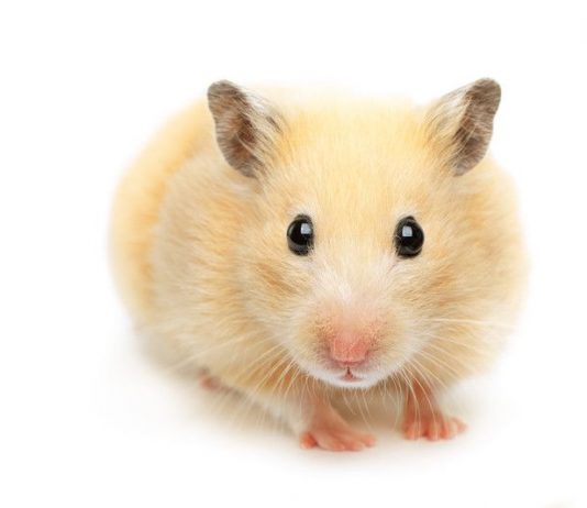 How to get rid of hamster smells - Home Guide Expert