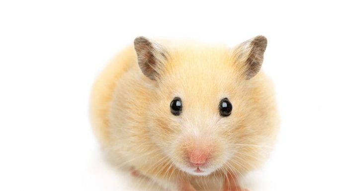 How to get rid of hamster smells - Home Guide Expert