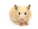 How to get rid of hamster smells - Home Guide Expert